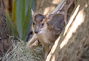 Be one of the first visitors to see three new babies - including a baby Chinese muntjac- at the Palm Beach Zoo during a special event, Super Baby Saturday, on January 26 (photo courtesy Palm Beach Zoo).